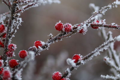 Close-up of berries growing on tree