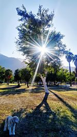 Sun shining through trees in park