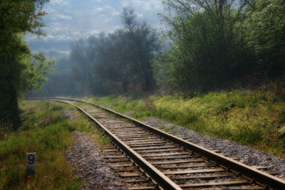 Railroad track amidst trees