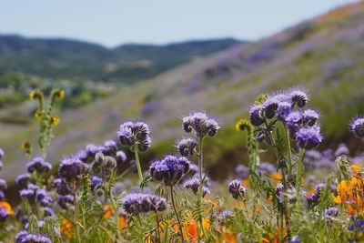 Close-up of purple flowers blooming in field