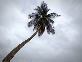 Low angle view of palm trees against cloudy sky