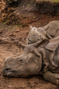 Close-up of animal sleeping on field