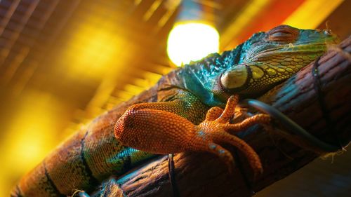 Low angle view of iguana on wood