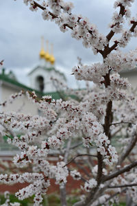 Close-up of cherry blossoms in spring