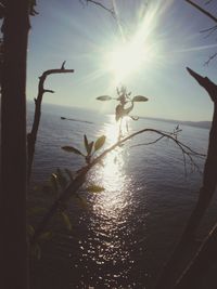 Sun shining through trees