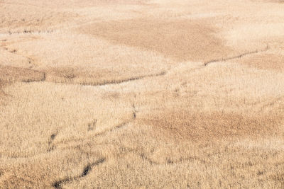 Full frame shot of agricultural field