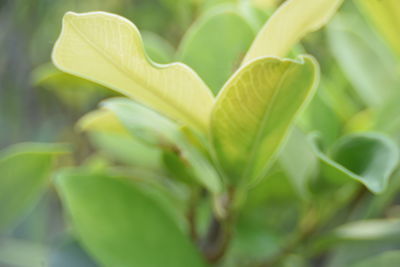 Close-up of green plant