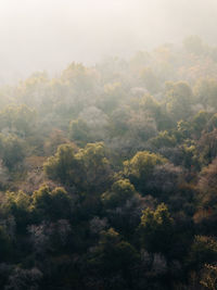 High angle view of trees in forest