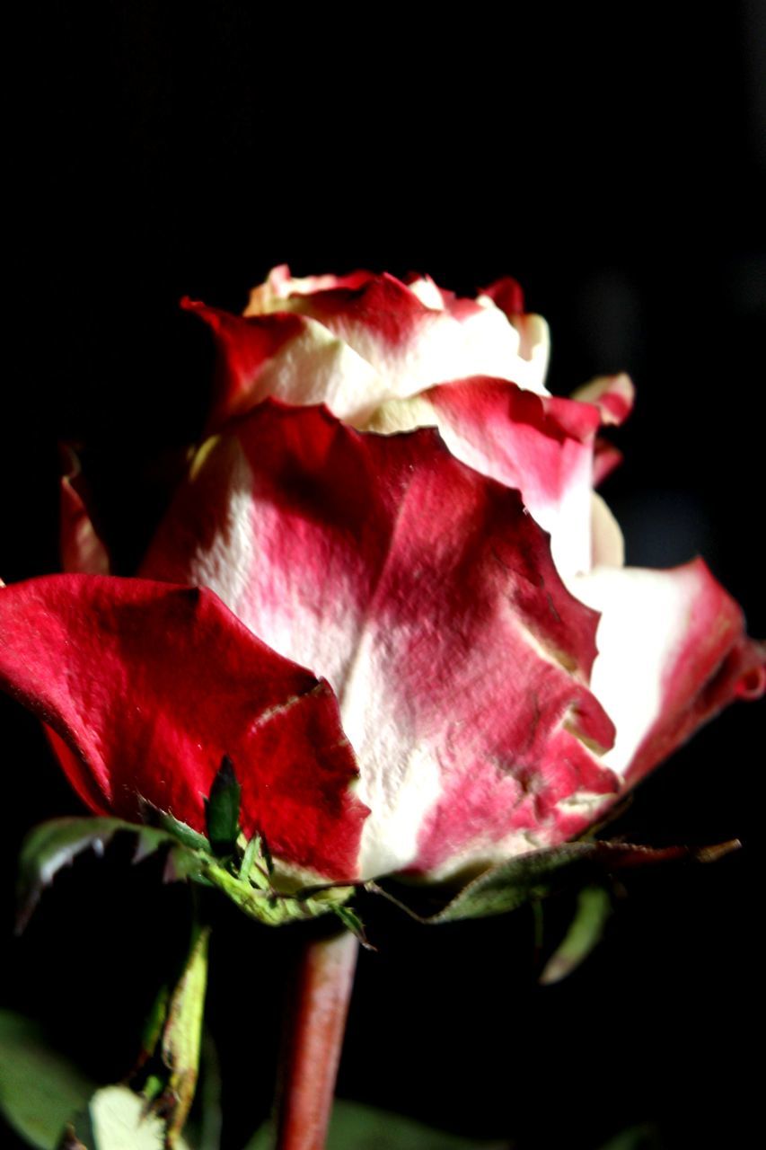 flowering plant, flower, beauty in nature, plant, petal, vulnerability, fragility, freshness, close-up, growth, inflorescence, flower head, black background, nature, rose, rose - flower, no people, studio shot, pink color, night, outdoors, softness, sepal, flower arrangement