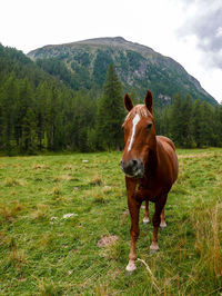 Horse in a field on a farm in the swiss alps