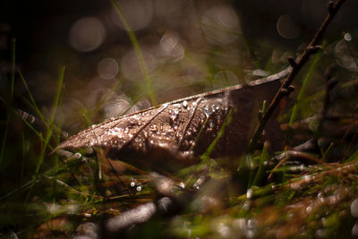 Close-up of insect on grass