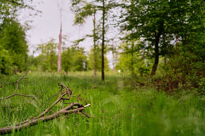 View of a forest