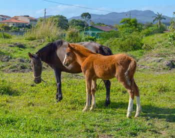 Horses in a field