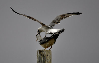 Seagull flying over wooden post