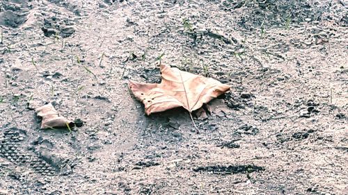 High angle view of dry leaves on ground