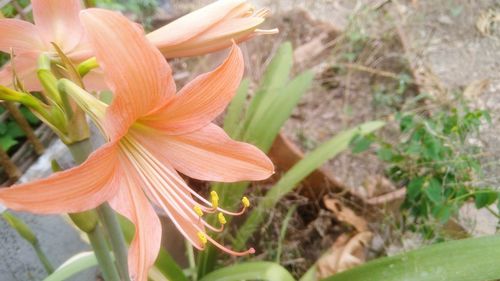 Close-up of day lily blooming outdoors