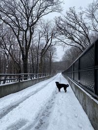 Dog on snow covered landscape