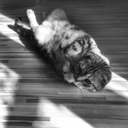 High angle view of cat lying on floor