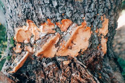 Close-up of tree trunk