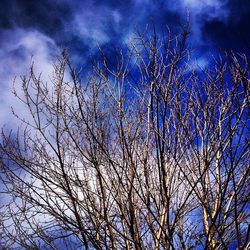 Low angle view of bare tree against blue sky