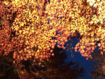 Trees against sky during sunset