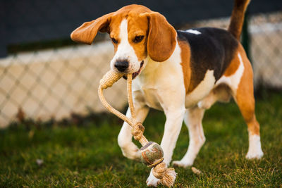 Happy beagle dog running with flying ears towards camera. activ dog concept