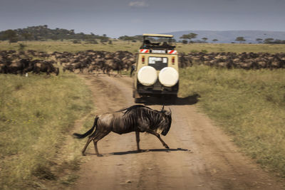 View of horse cart on road