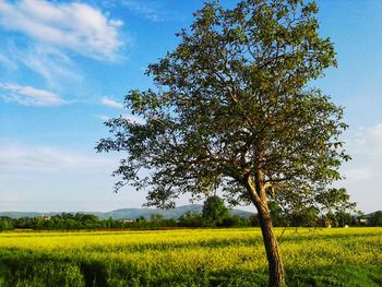 Scenic view of agricultural field against sky