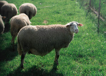 Sheep standing in a field