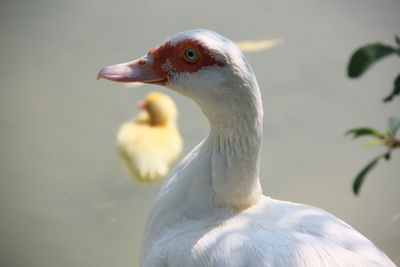 Duck and duckling in a lake