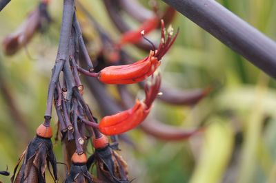 Close-up of red plant