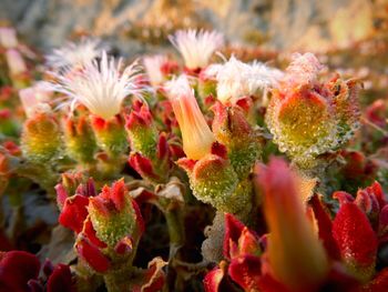 Close-up of succulent plant