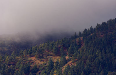 Scenic view of forest against sky during autumn