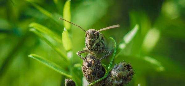 Close-up of insect on plant