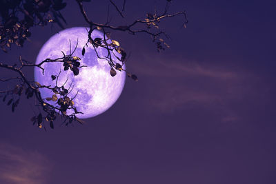 Low angle view of tree against sky at night