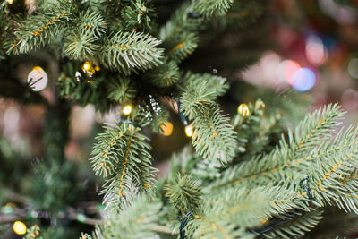 Close-up of christmas tree at night