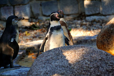 High angle view of penguins on rocks against wall