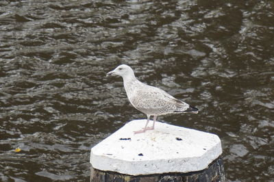 Close-up of seagull perching on shore