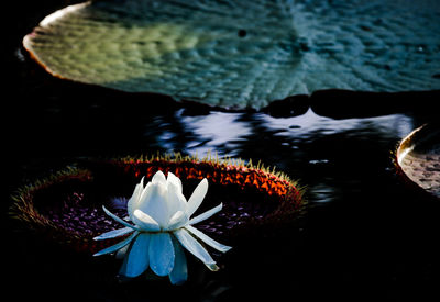 Close-up of lotus water lily