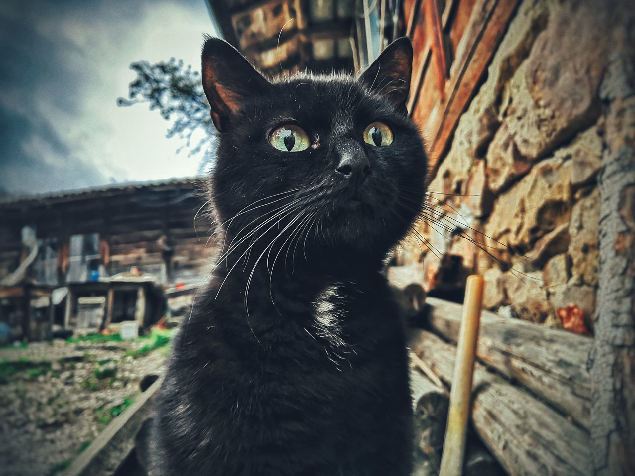 CLOSE-UP OF CAT LOOKING AWAY OUTDOORS