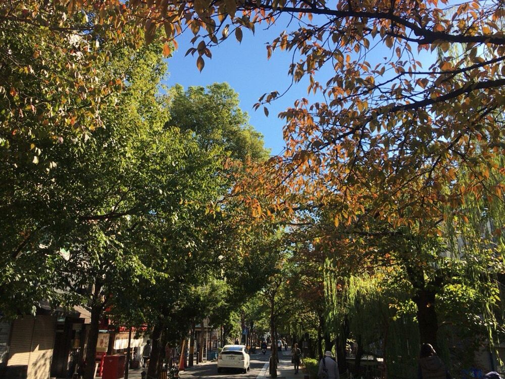 TREES AGAINST CLEAR SKY