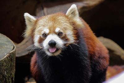 Close-up portrait of a red panda