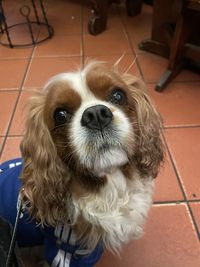 Close-up of dog cavalier king charles 