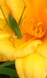 Close-up of insect on yellow flower