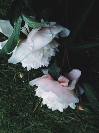 Close-up of white rose flower on field