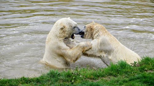 High angle view of polar bears fighting in lake