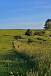 Scenic view of grassy field against sky