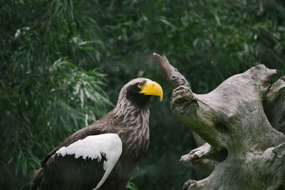 Bird perching on a tree