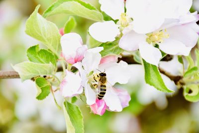 Close-up of bee pollinating on flower
