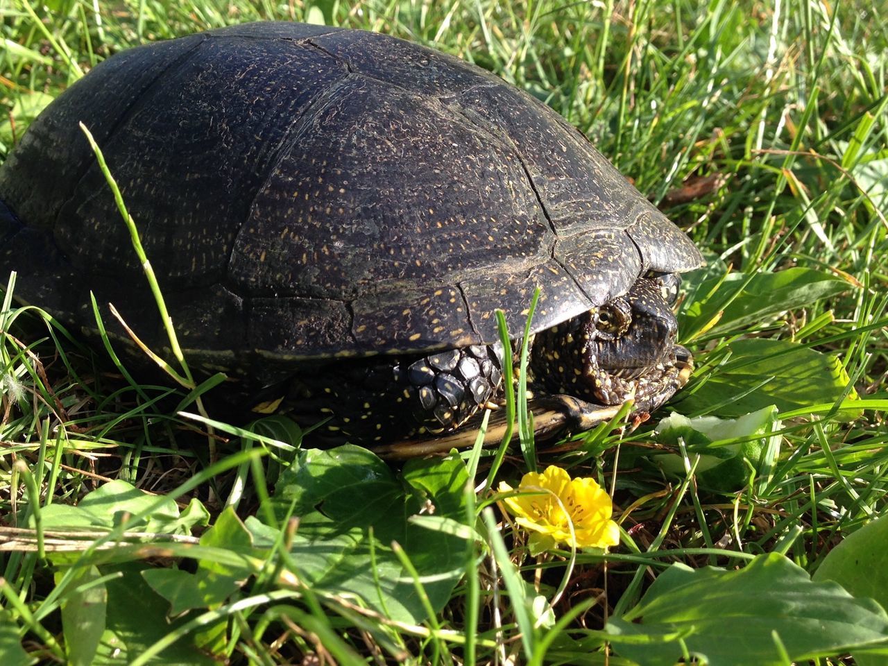 tortoise, one animal, animals in the wild, reptile, tortoise shell, animal themes, turtle, animal wildlife, day, nature, grass, green color, leaf, outdoors, no people, close-up, full length, beauty in nature